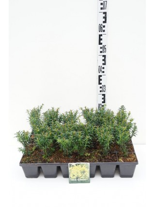 Kukmedis europinis (Lot Taxus b.) 'Goldstrike' P9 GROWTRAY-KUKMEDŽIAI-SPYGLIUOČIAI