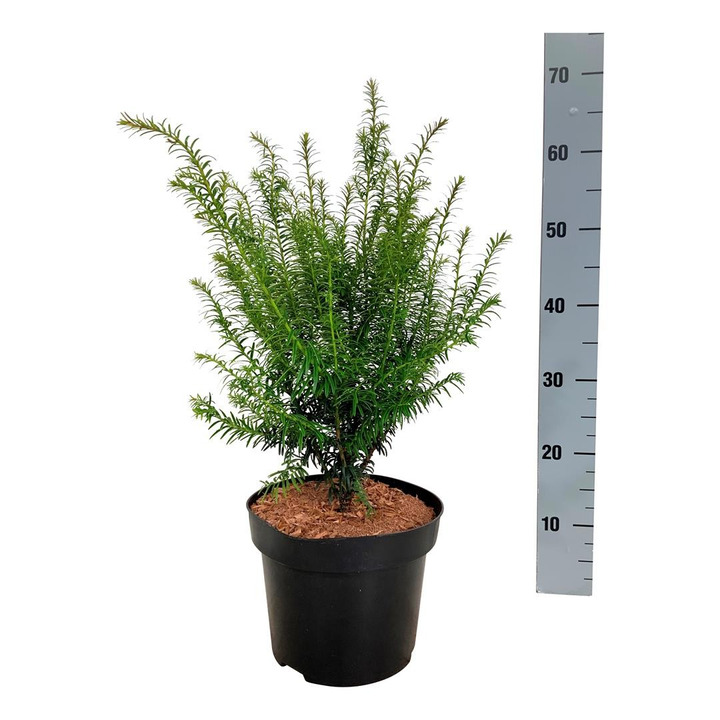 Kukmedis europinis (Lot Taxus b.) 'Goldstrike' C5/P23 40-60 CM-KUKMEDŽIAI-SPYGLIUOČIAI