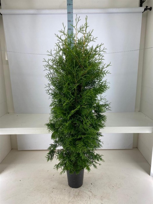 Tuja vakarinė (Lot Thuja occ.) 'Brabant' C12 160-180 CM-TUJOS-SPYGLIUOČIAI