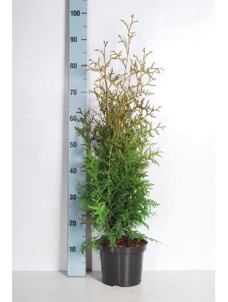 Tuja vakarinė (Lot Thuja occ.) 'Brabant' C5/P23 80-100 CM-TUJOS-SPYGLIUOČIAI