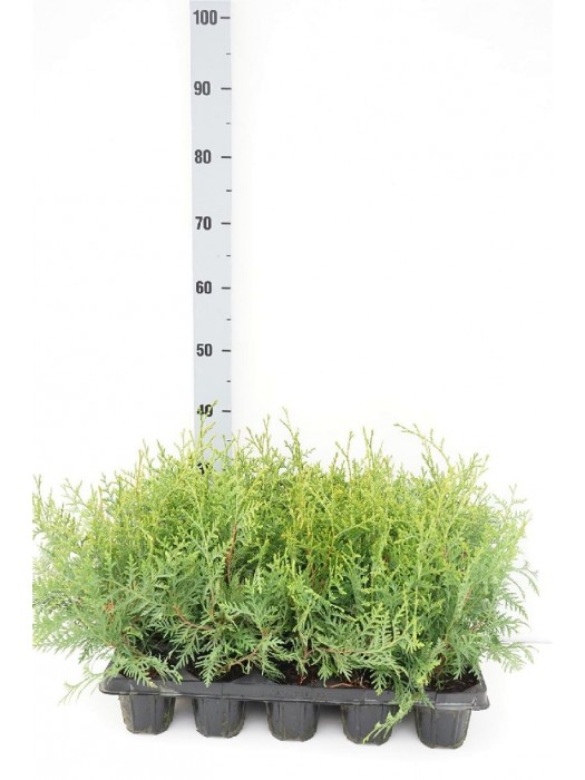 Tuja vakarinė (Lot Thuja occ.) 'Brabant' P9 GROWTRAY-TUJOS-SPYGLIUOČIAI