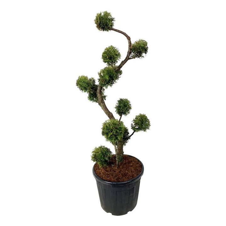 Tuja vakarinė (Lot Thuja occ.) 'Brabant' MULTI 100-125 C55-TUJOS-SPYGLIUOČIAI