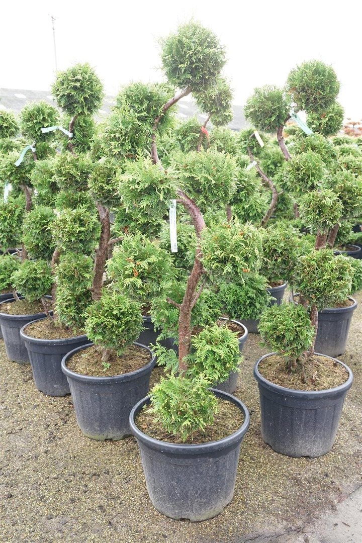 Tuja vakarinė (Lot Thuja occ.) 'Brabant' MULTI 100-125 C55-TUJOS-SPYGLIUOČIAI