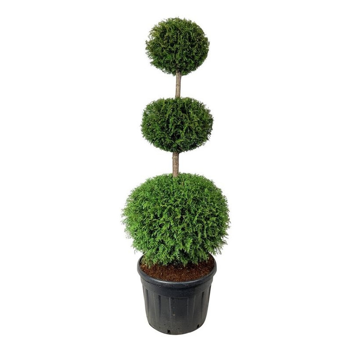 Tuja vakarinė (Lot Thuja occ.) 'Brabant' TRIOB.