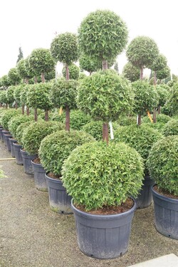 Tuja vakarinė (Lot Thuja occ.) 'Brabant' TRIOB. 150-175 C130 - nuotrauka 2