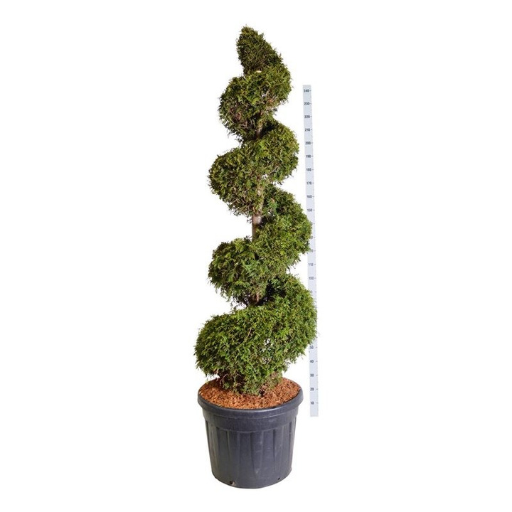 Tuja vakarinė (Lot Thuja occ.) 'Brabant' 175-200 CM SPIRAL C90-TUJOS-SPYGLIUOČIAI