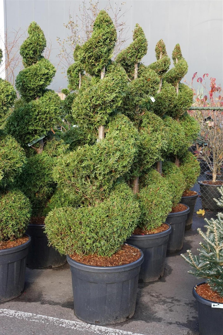Tuja vakarinė (Lot Thuja occ.) 'Brabant' 175-200 CM SPIRAL C90-TUJOS-SPYGLIUOČIAI