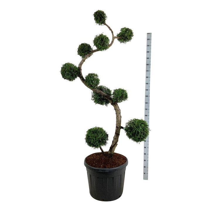 Tuja vakarinė (Lot Thuja occ.) 'Brabant' MULTI 17 CM C90-TUJOS-SPYGLIUOČIAI