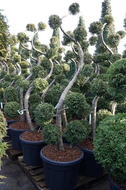 Tuja vakarinė (Lot Thuja occ.) 'Brabant' MULTI 175/+ CM C90 - nuotrauka 2