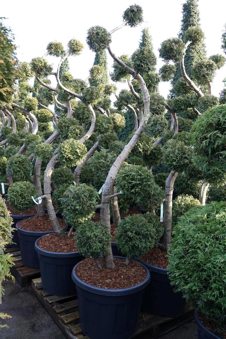 Tuja vakarinė (Lot Thuja occ.) 'Brabant' MULTI 17 CM C90-TUJOS-SPYGLIUOČIAI