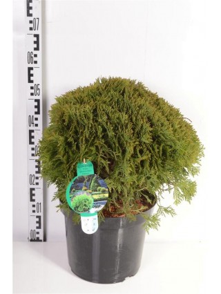 Tuja vakarinė (Lot Thuja occ.) 'Danica' C12 40-50 CM-TUJOS-SPYGLIUOČIAI