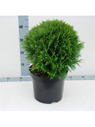 Tuja vakarinė (Lot Thuja occ.) 'Danica' C7,5/P26 30-40 CM-TUJOS-SPYGLIUOČIAI