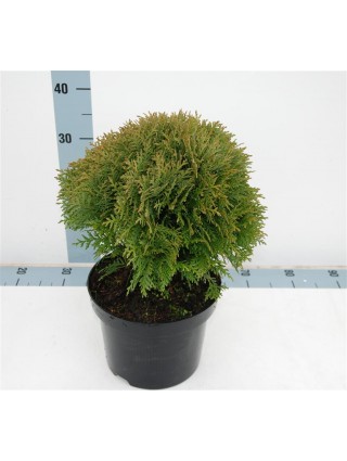 Tuja vakarinė (Lot Thuja occ.) 'Danica' C5/P23 25-30 CM-TUJOS-SPYGLIUOČIAI