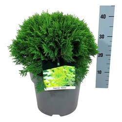 Tuja vakarinė (Lot Thuja occ.) 'Danica' C7,5/P26 30-35 CM - nuotrauka 2
