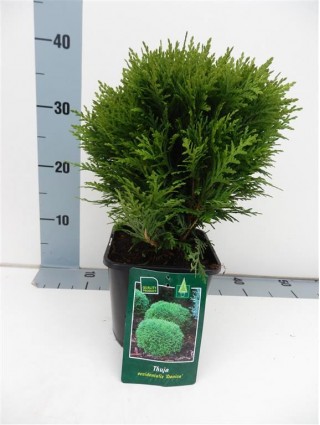 Tuja vakarinė (Lot Thuja occ.) 'Danica' C2/P17 20-25 CM-TUJOS-SPYGLIUOČIAI