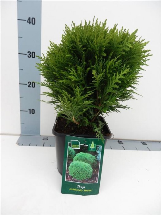 Tuja vakarinė (Lot Thuja occ.) 'Danica' C2/P17 20-25 CM-TUJOS-SPYGLIUOČIAI