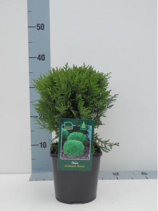 Tuja vakarinė (Lot Thuja occ.) 'Danica' C2/P17 20-25 CM-TUJOS-SPYGLIUOČIAI