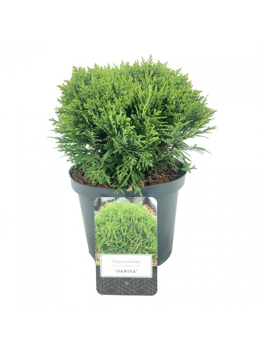 Tuja vakarinė (Lot Thuja occ.) 'Danica' C2,5/P18 15-20 CM-TUJOS-SPYGLIUOČIAI
