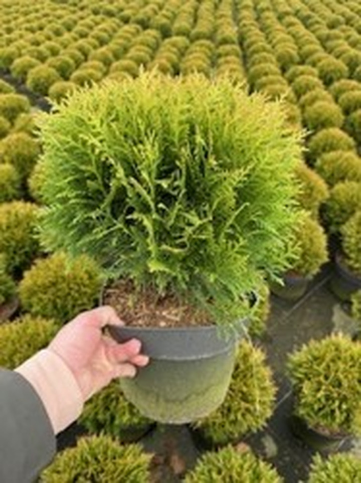 Tuja vakarinė (Lot Thuja occ.) 'Danica' C7,5/P26 30-35 CM-TUJOS-SPYGLIUOČIAI