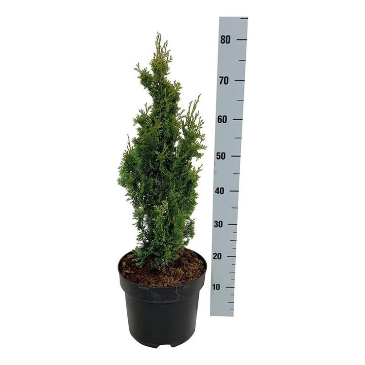 Tuja vakarinė (Lot Thuja occ.) 'Degroot Spire' C7,5/P26 60-80 CM-TUJOS-SPYGLIUOČIAI