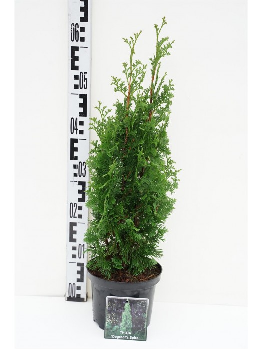 Tuja vakarinė (Lot Thuja occ.) 'Degroot Spire' C2/P17 40-50 CM-TUJOS-SPYGLIUOČIAI