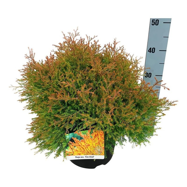 Tuja vakarinė (Lot Thuja occ.) 'Fire Chief' C7,5/P26 30-40 CM-TUJOS-SPYGLIUOČIAI