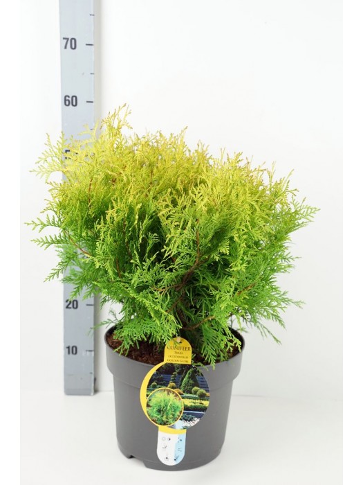 Tuja vakarinė (Lot Thuja occ.) 'Golden Globe' C7,5/P26 30-40 CM-TUJOS-SPYGLIUOČIAI
