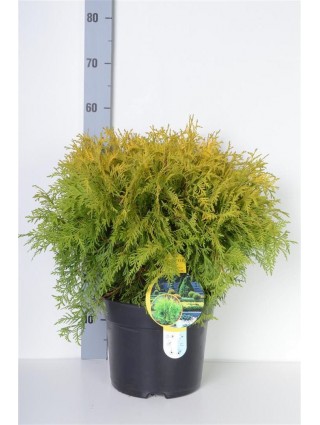 Tuja vakarinė (Lot Thuja occ.) 'Golden Globe' C7,5/P26 30-40 CM-TUJOS-SPYGLIUOČIAI