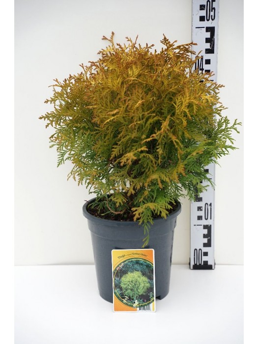 Tuja vakarinė (Lot Thuja occ.) 'Golden Globe' C3/P19 30-35 CM-TUJOS-SPYGLIUOČIAI