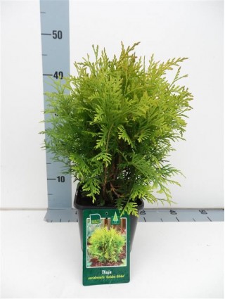 Tuja vakarinė (Lot Thuja occ.) 'Golden Globe' C2/P17 20-25 CM-TUJOS-SPYGLIUOČIAI