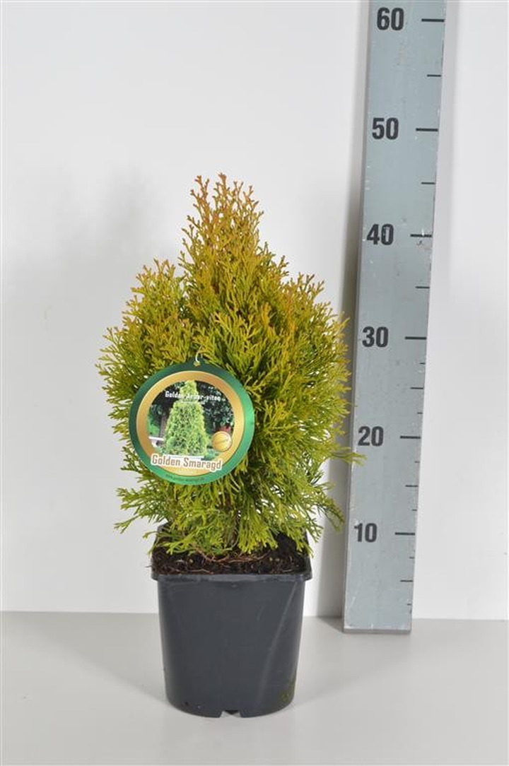 Tuja vakarinė (Lot Thuja occ.) 'Golden Smaragd' C2/P17 25-30 CM-TUJOS-SPYGLIUOČIAI