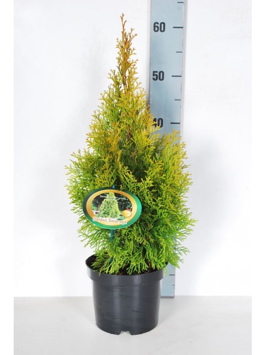 Tuja vakarinė (Lot Thuja occ.) 'Golden Smaragd' C2/P17 20-25 CM-TUJOS-SPYGLIUOČIAI