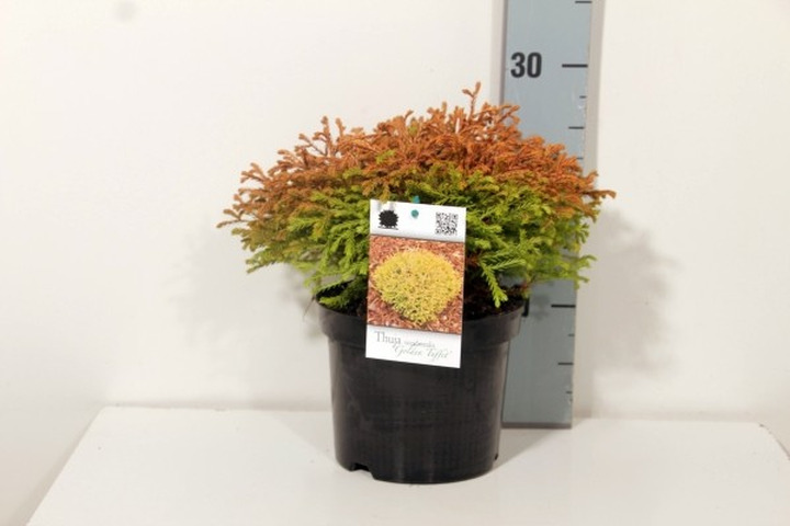 Tuja vakarinė (Lot Thuja occ.) 'Golden Tuffet' C2/P17 15-20 CM-TUJOS-SPYGLIUOČIAI