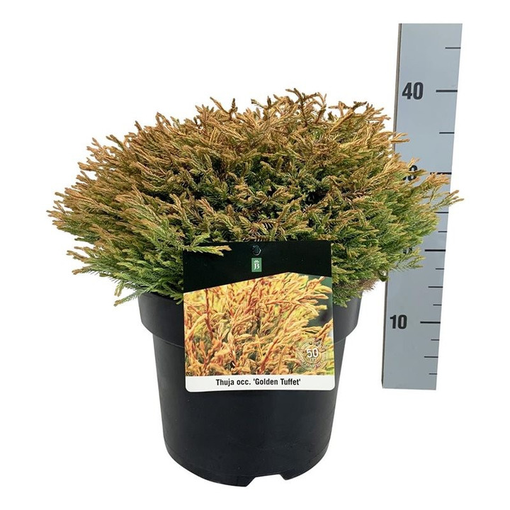 Tuja vakarinė (Lot Thuja occ.) 'Golden Tuffet' C7,5/P26 30-40 CM-TUJOS-SPYGLIUOČIAI