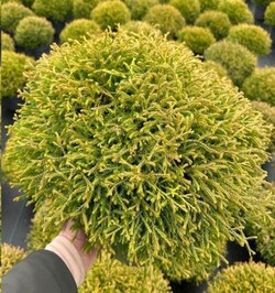 Tuja vakarinė (Lot Thuja occ.) 'Golden Tuffet' C7,5/P26 30-40 CM - nuotrauka 2