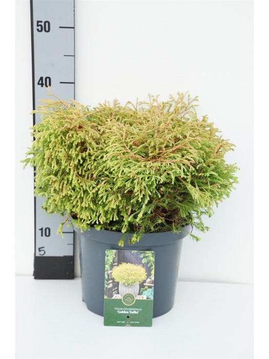 Tuja vakarinė (Lot Thuja occ.) 'Golden Tuffet' C5/P23 25-30 CM-TUJOS-SPYGLIUOČIAI