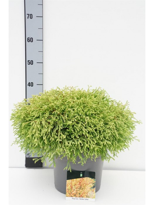 Tuja vakarinė (Lot Thuja occ.) 'Golden Tuffet' C7,5/P26 40-50 CM-TUJOS-SPYGLIUOČIAI