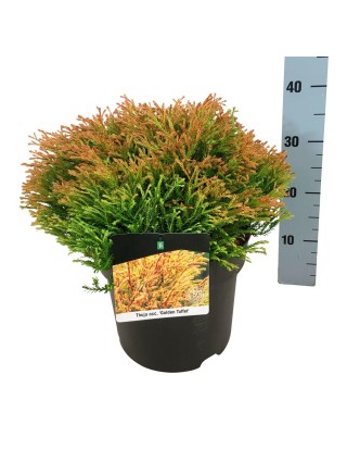 Tuja vakarinė (Lot Thuja occ.) 'Golden Tuffet' C7,5/P26 40-50 CM-TUJOS-SPYGLIUOČIAI