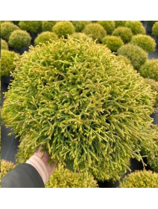 Tuja vakarinė (Lot Thuja occ.) 'Golden Tuffet' C7,5/P26 40-50 CM-TUJOS-SPYGLIUOČIAI