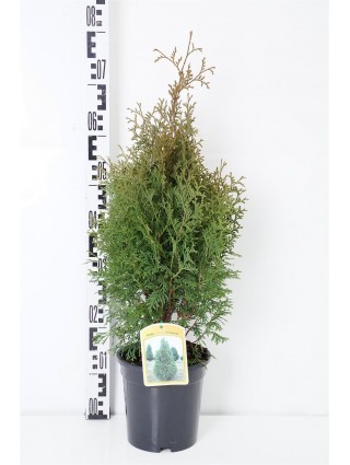 Tuja vakarinė (Lot Thuja occ.) 'Holmstrup' C3/P19 50-60 CM-TUJOS-SPYGLIUOČIAI