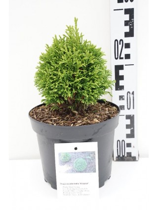 Tuja vakarinė (Lot Thuja occ.) 'Kraznal' C2/P17 15-20 CM-TUJOS-SPYGLIUOČIAI