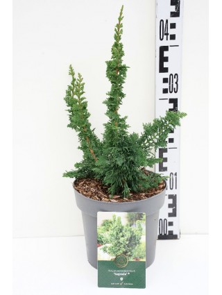 Tuja vakarinė (Lot Thuja occ.) 'Maloyana Holup' C2,5/P18 25-30 CM-TUJOS-SPYGLIUOČIAI