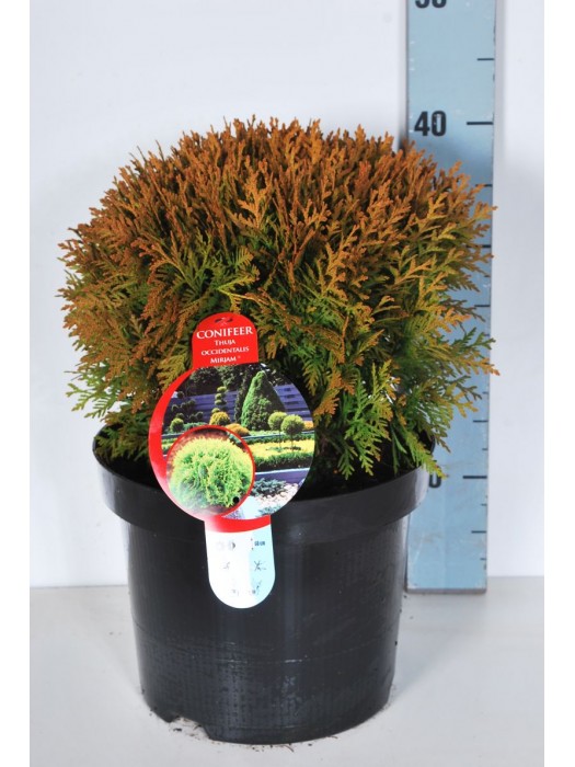 Tuja vakarinė (Lot Thuja occ.) 'Mirjam' C7,5/P26 30-35 CM-TUJOS-SPYGLIUOČIAI
