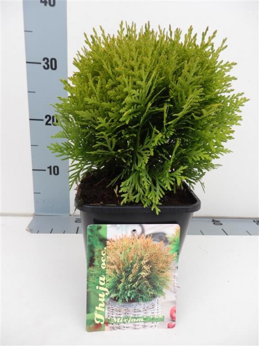 Tuja vakarinė (Lot Thuja occ.) 'Mirjam' C2/P17 20-25 CM-TUJOS-SPYGLIUOČIAI