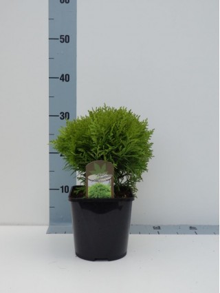 Tuja vakarinė (Lot Thuja occ.) 'Mirjam' C2/P17 20-25 CM-TUJOS-SPYGLIUOČIAI