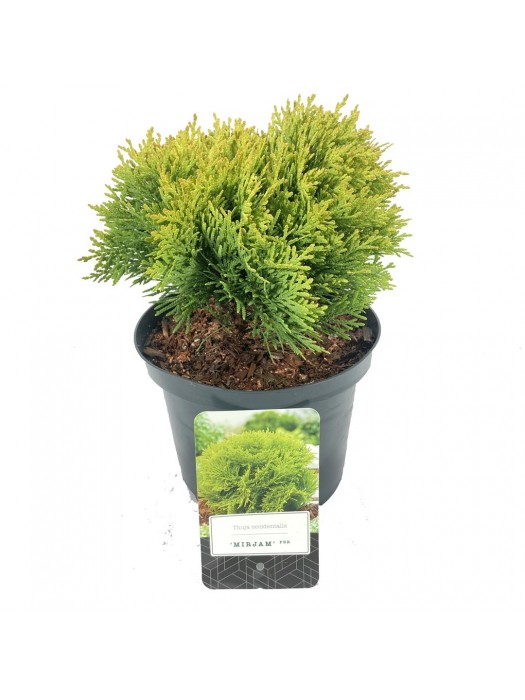 Tuja vakarinė (Lot Thuja occ.) 'Mirjam' C2,5/P18 15-20 CM-TUJOS-SPYGLIUOČIAI