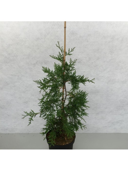 Tuja vakarinė (Lot Thuja occ.) 'Pendula' C3/P19 50-60 CM-TUJOS-SPYGLIUOČIAI