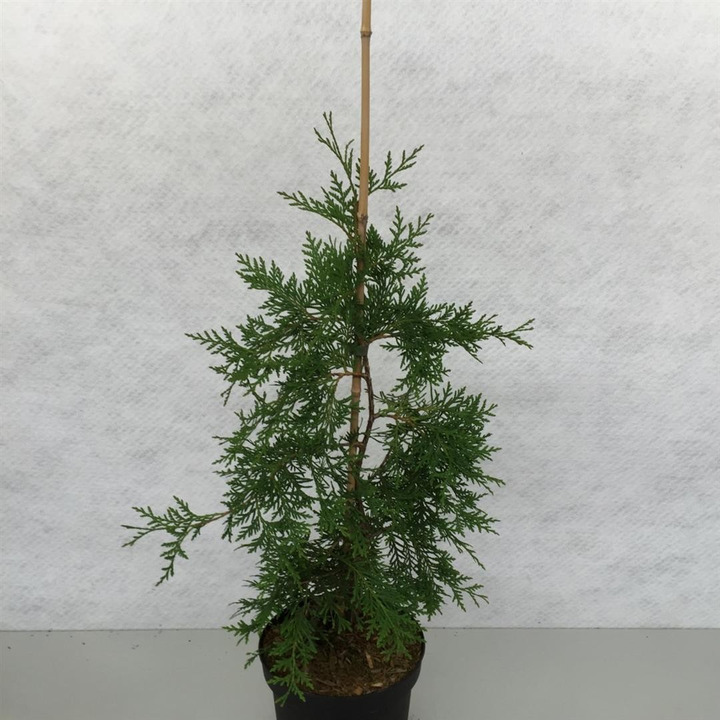 Tuja vakarinė (Lot Thuja occ.) 'Pendula' C3/P19 50-60 CM-TUJOS-SPYGLIUOČIAI