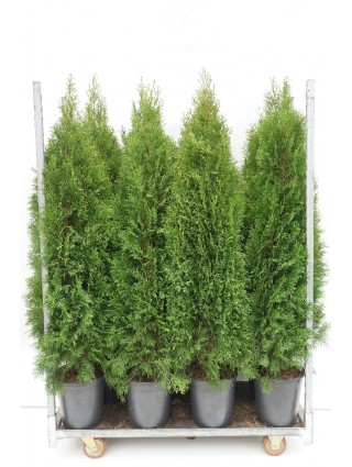 Tuja vakarinė (Lot Thuja occ.) 'Smaragd' C12 140-160 CM-TUJOS-SPYGLIUOČIAI