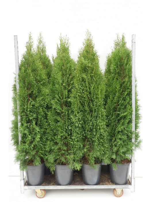 Tuja vakarinė (Lot Thuja occ.) 'Smaragd' C12 140-160 CM-TUJOS-SPYGLIUOČIAI